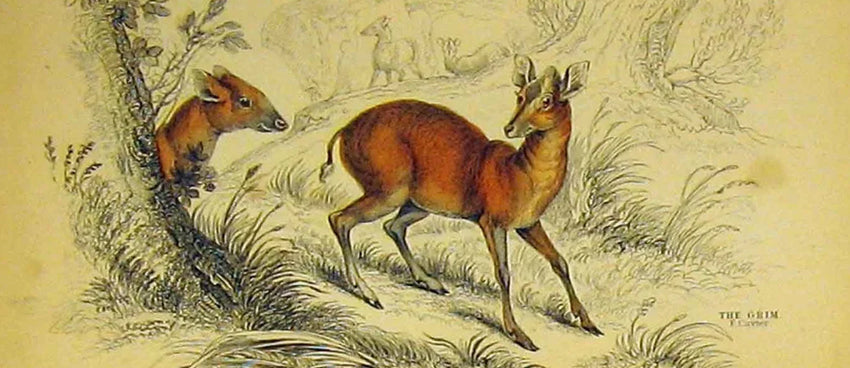 Animals