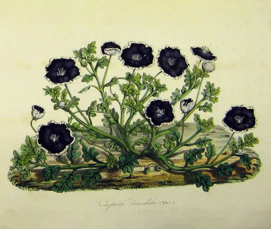 Flowers & Botanicals