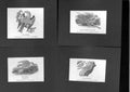 Original Old Antique Print Mounted Card *4 0