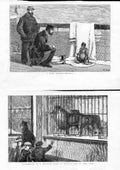 Original Old Antique Print Lions 0