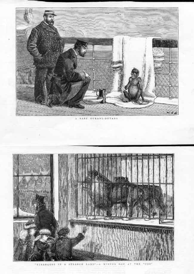 Original Old Antique Print Lions 0