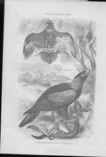 Original Old Antique Print Ref.321 Birds 0