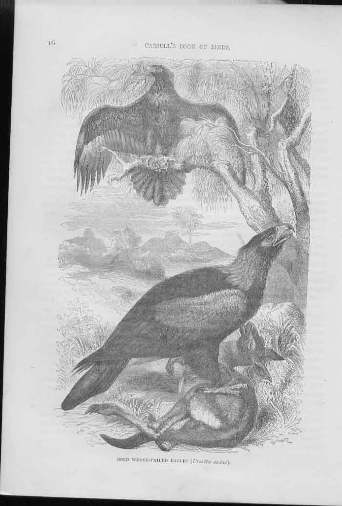 Original Old Antique Print Ref.321 Birds 0