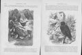 Original Old Antique Print Birds 0