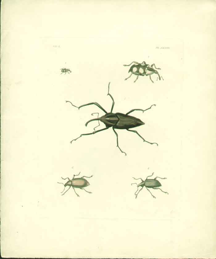 Original Old Antique Print Beetles 0
