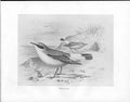 Original Old Antique Print C1898 Birds Frohawk Drawings Wheatear Beach Shell