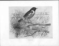 Original Old Antique Print C1898 Birds Frohawk Drawings Stonechat Branches