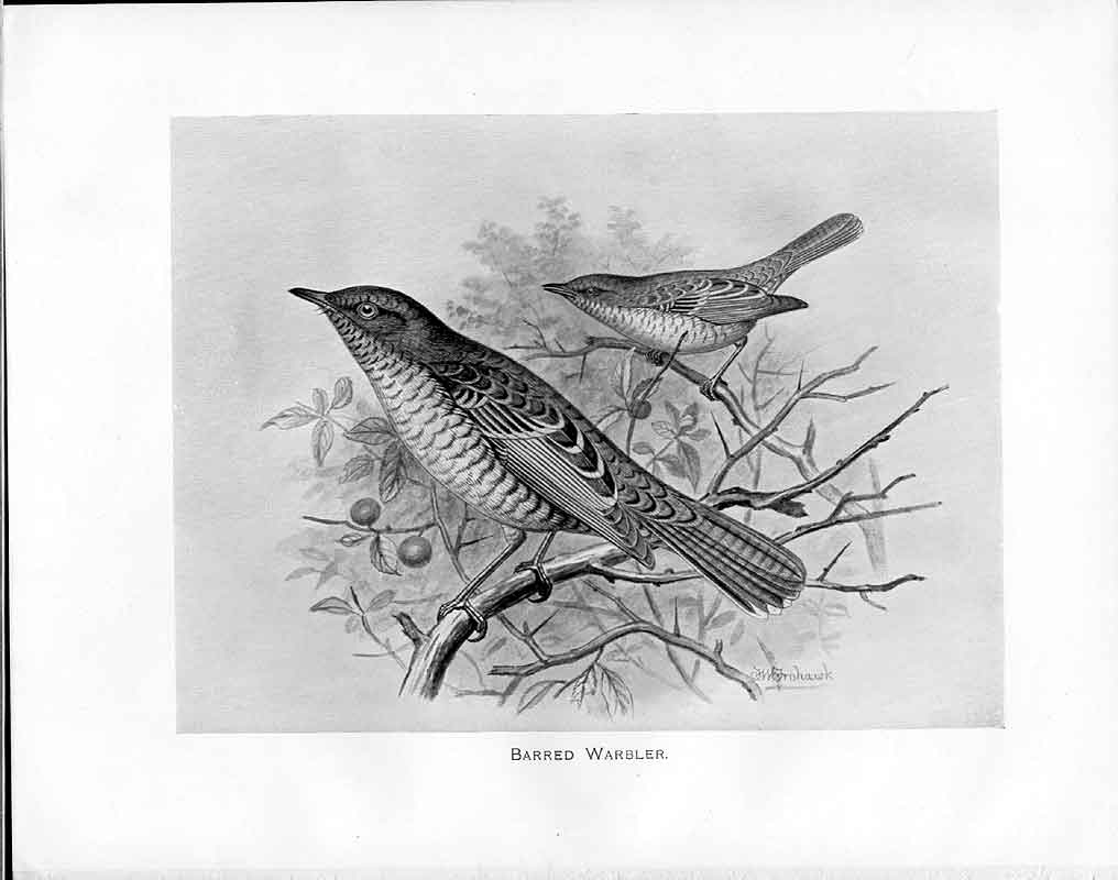 Antique Old Print C1898 Birds Frohawk Drawings Barred Warbler Trees Berries