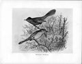 Old C1898 Birds Frohawk Drawings Dartford Warbler Chicks In Nest Feed 19th