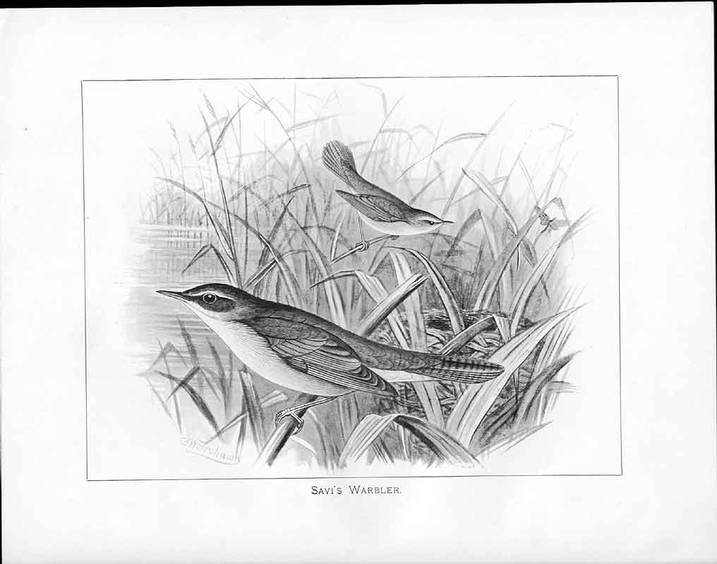 Antique Old Print C1898 Birds Frohawk Drawings Savi'S Warbler Reeds River 19th