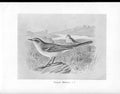 Old Print C1898 Birds Frohawk Drawings Yellow Wagtail Male Female River 19th