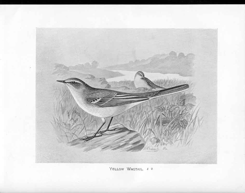 Old Print C1898 Birds Frohawk Drawings Yellow Wagtail Male Female River 19th