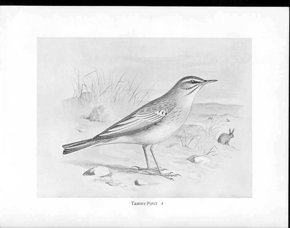 Antique Old Print C1898 Birds Frohawk Drawings Tawny Pipit Male Beach Rabbit