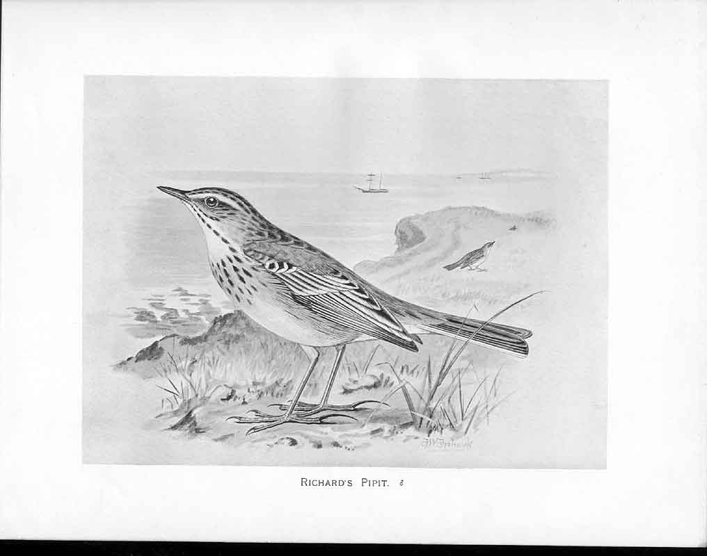 Antique Print C1898 Birds Frohawk Drawings Richard'S Pipit Male Coast Ship