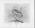 Original Old Antique Print C1898 Birds Frohawk Drawings Male Mealy Redpoll