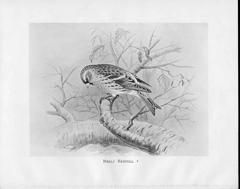 Original Old Antique Print C1898 Birds Frohawk Drawings Male Mealy Redpoll