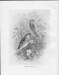 Antique Print C1898 Birds Frohawk Drawings Lesser Redpoll Male And Female 19th