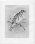 Original Old Antique Print C1898 Birds Frohawk Drawings Corn Bunting Male Tree