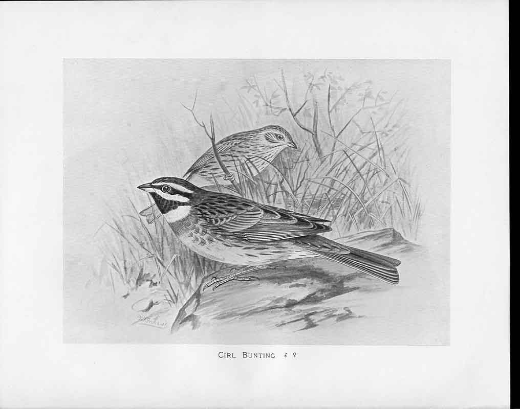 Antique Old Print C1898 Birds Frohawk Drawings Male And Female Cirl Bunting