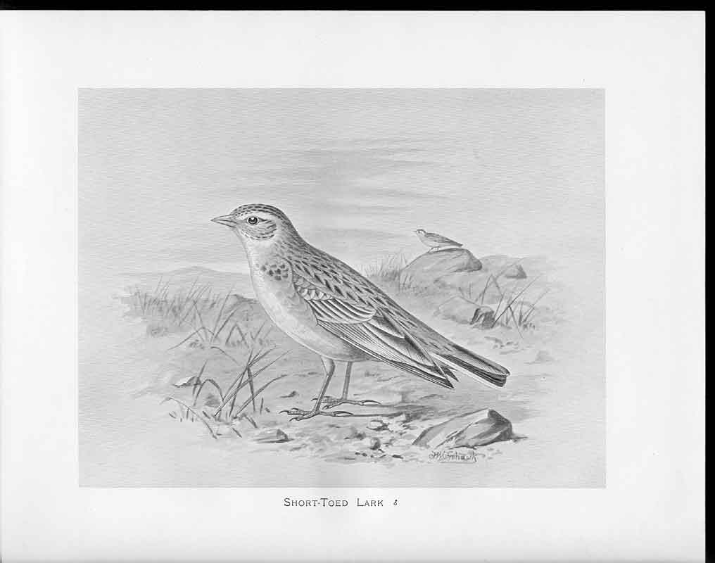 Original Old Antique Print C1898 Birds Frohawk Drawings Male Short Toed Lark