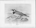 Antique Old Print C1898 Birds Frohawk Drawings Shore Lark Male And Female 19th