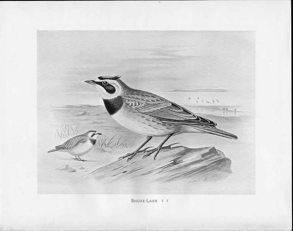 Antique Old Print C1898 Birds Frohawk Drawings Shore Lark Male And Female 19th