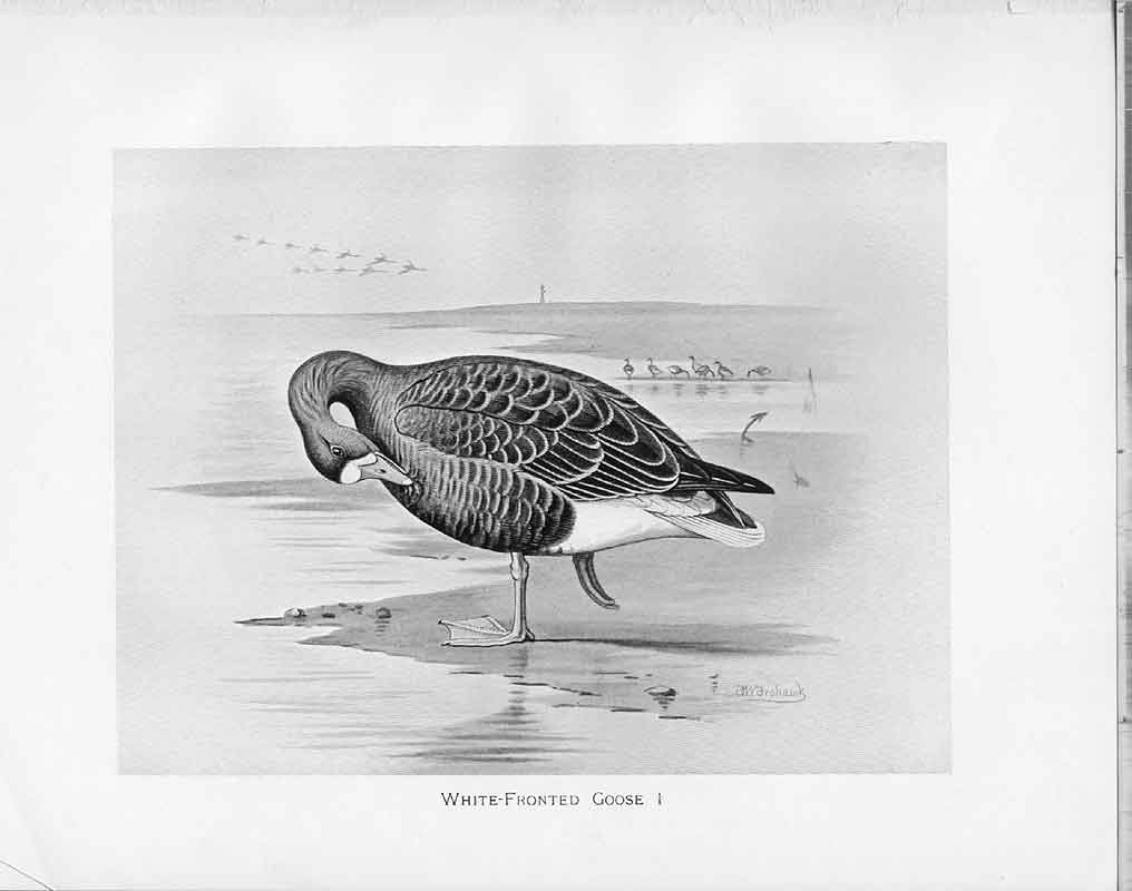 Original Old Antique Print C1898 Birds Frohawk Drawings White Fronted Goose