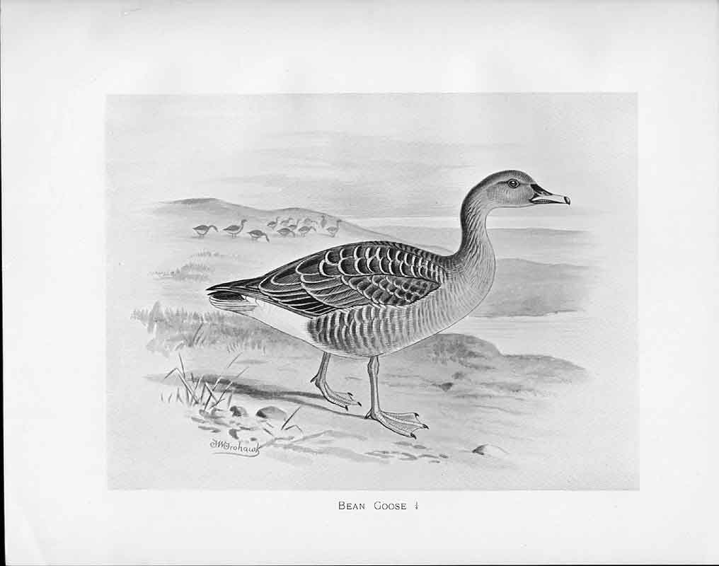 Original Old Antique Print C1898 Birds Frohawk Drawings Bean Goose On Beach