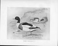 Old Print C1898 Birds Frohawk Drawings Common Sheld Duck Male And Female 19th
