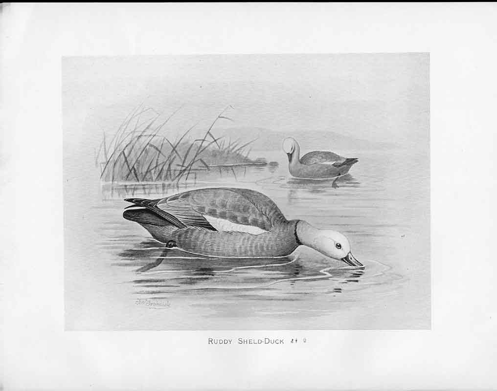 Original Old Antique Print Birds Frohawk Drawings Ruddy School Duck