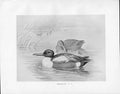 Original Old Antique Print C1898 Birds Frohawk Male And Female Shoveller Duck