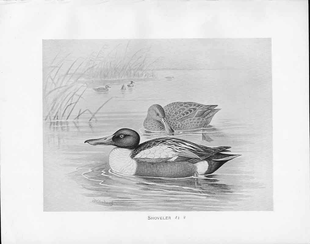 Original Old Antique Print C1898 Birds Frohawk Male And Female Shoveller Duck