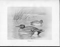 Original Old Antique Print C1898 Birds Frohawk Male And Female Duck Widgeon