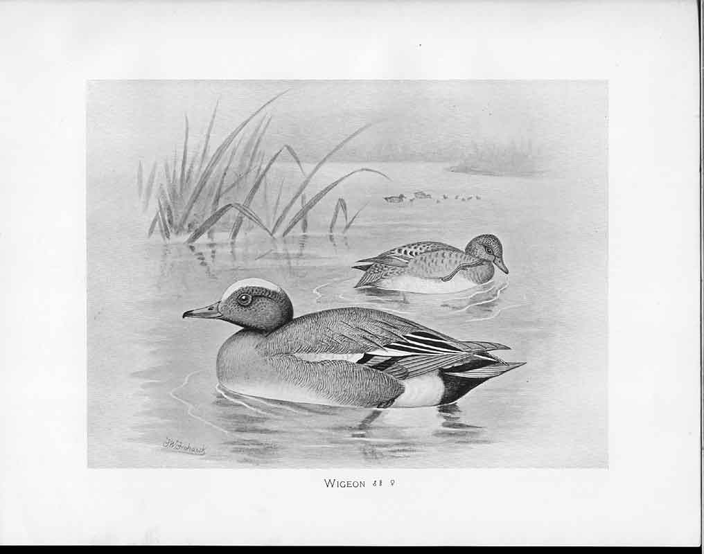 Original Old Antique Print C1898 Birds Frohawk Male And Female Duck Widgeon