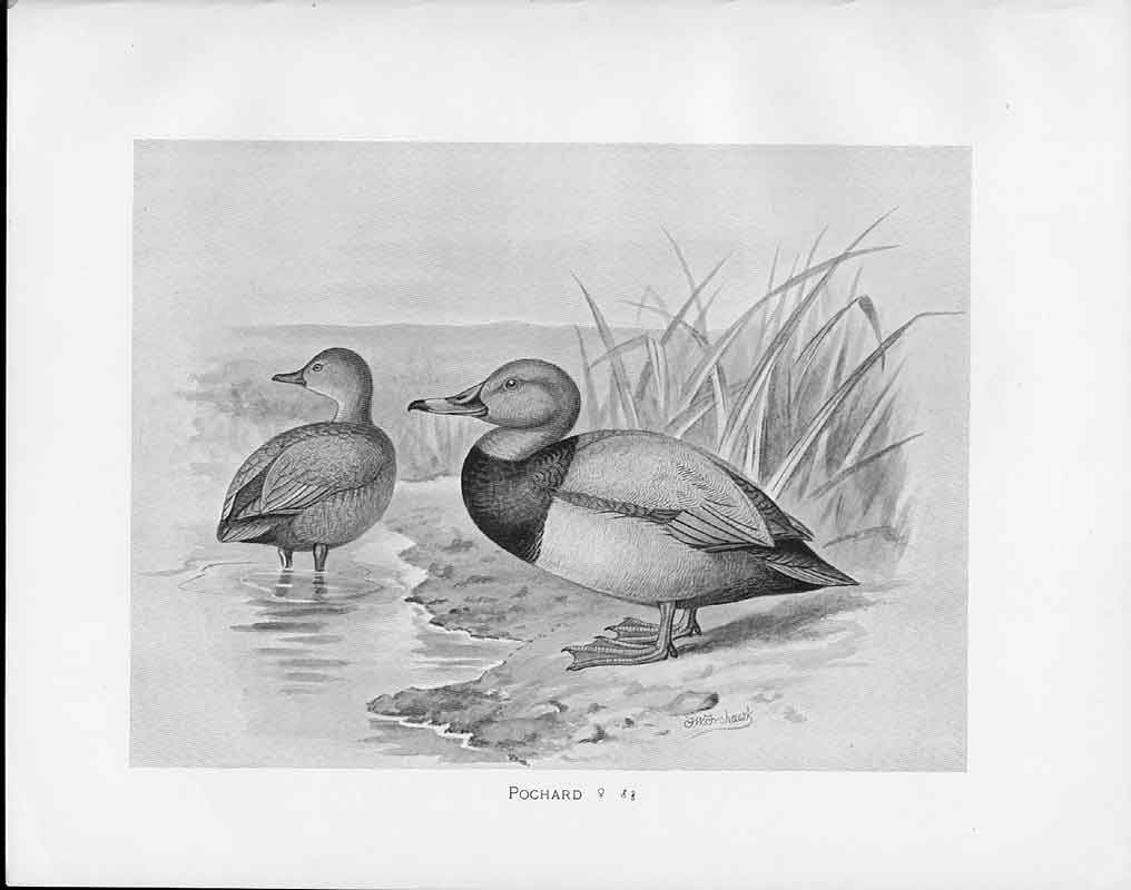 Antique Old Print C1898 Birds Frohawk Male And Female Riverbank Duck Pochard