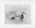 Antique Old Print C1898 Birds Frohawk Male And Female Red Crested Pochard 19th