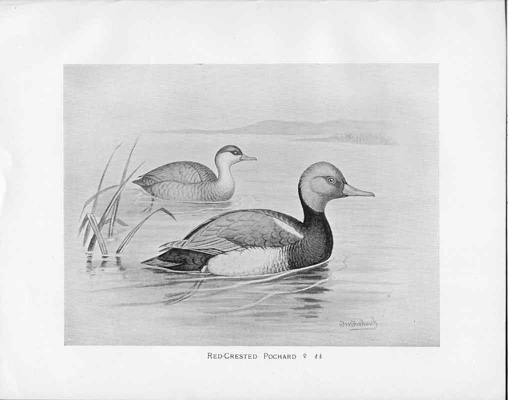 Antique Old Print C1898 Birds Frohawk Male And Female Red Crested Pochard 19th