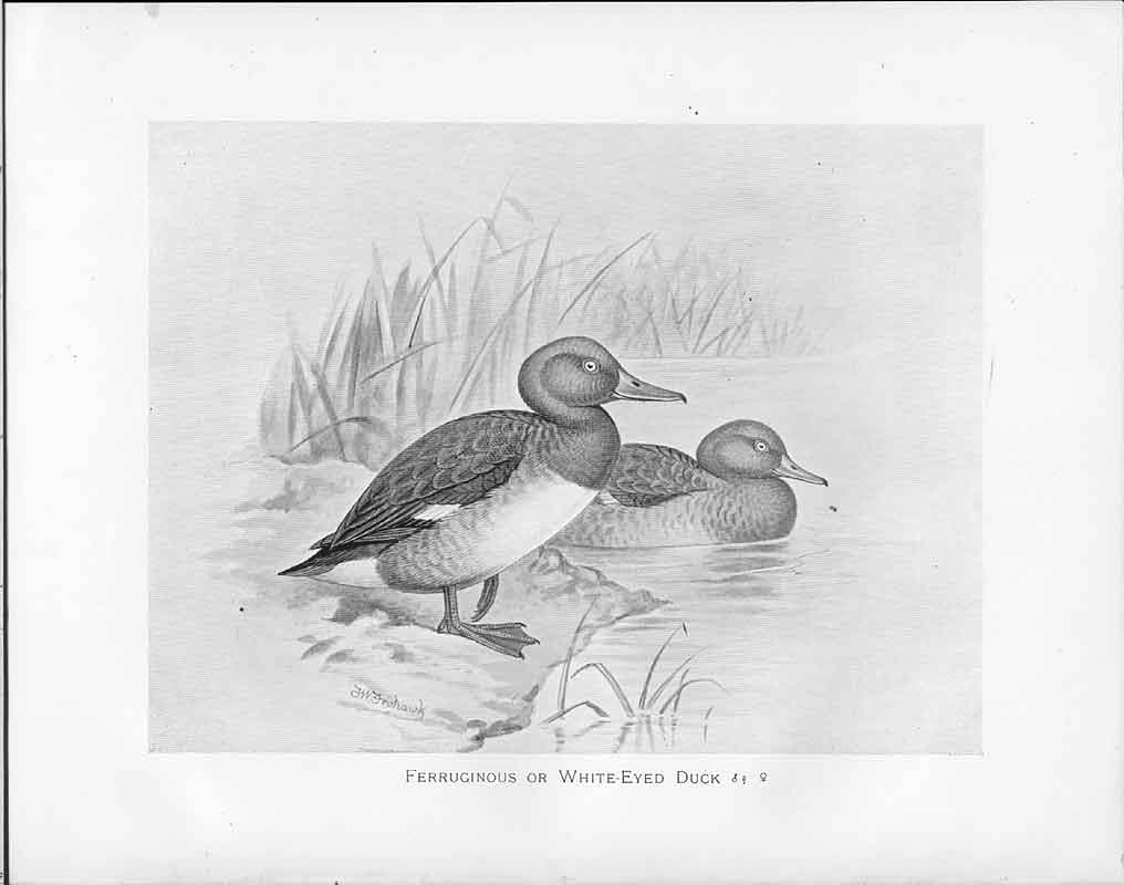 Old C1898 Birds Frohawk Male And Female White Eyed Duck FerriginousVictorian
