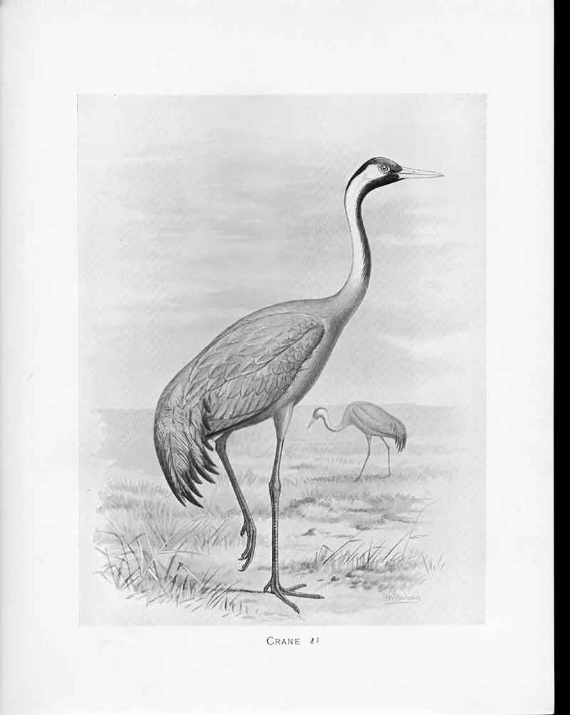 Original Old Antique Print C1898 Birds Frohawk Drawings Male CraneVictorian
