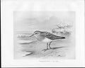 Old Antique Print C1898 Birds Frohawk Drawings Female Tyemmincks Stint 19th