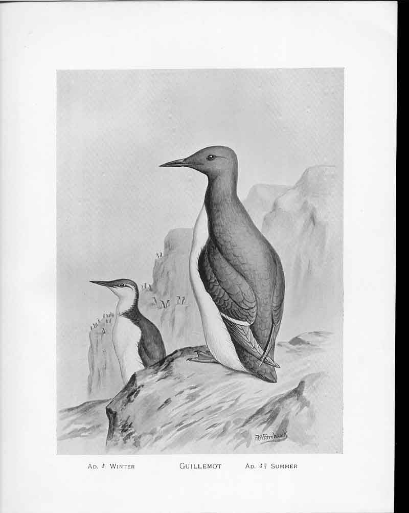 Original Old Antique Print Birds Frohawk Drawings Guillemot