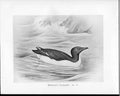 Antique Old Print C1898 Birds Frohawk Drawings Female Brunnich'S Guillemot