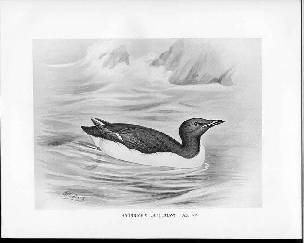 Antique Old Print C1898 Birds Frohawk Drawings Female Brunnich'S Guillemot