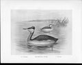 Old C1898 Birds Frohawk Drawings Male Summer Winter Red Necked GrebeVictorian