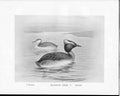 Antique Old Print C1898 Birds Frohawk Male Sclavonian Grebe Winter Summer 19th