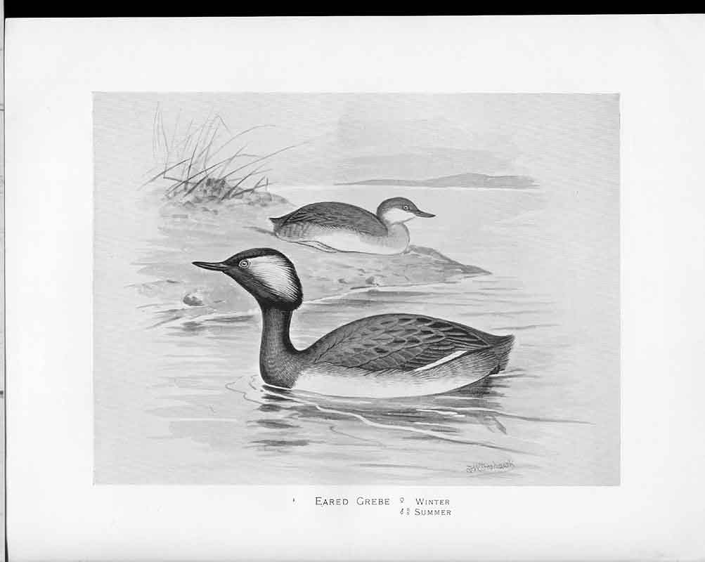 Old Antique Print Birds C1898 Frohawk Drawings Eared Grebe Female Male 19th