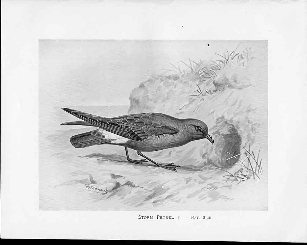 Antique Old Print C1898 Birds Frohawk Drawings Male Storm Petrel Hole Sand