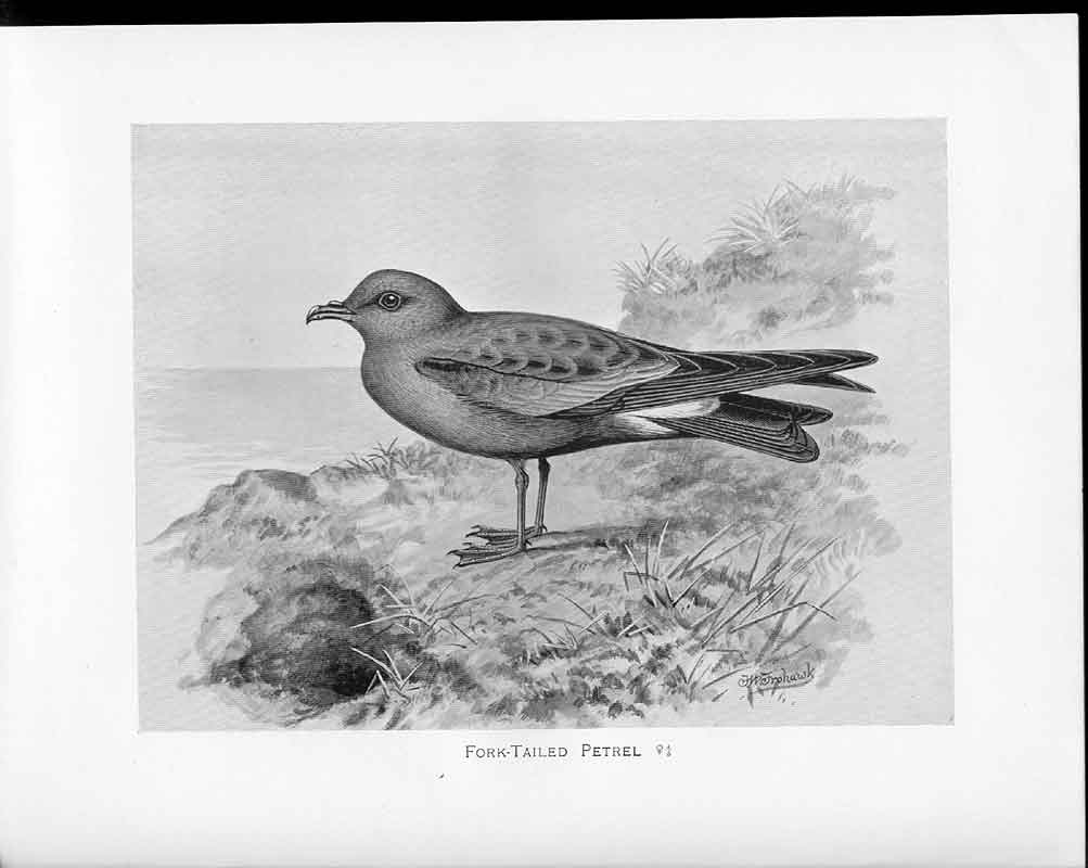 Antique Old Print C1898 Birds Frohawk Drawings Femaleforked Tailed Petrel 19th