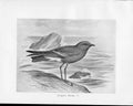 Antique Old Print C1898 Birds Frohawk Drawings Male Wilson'S Petrel Beach 19th