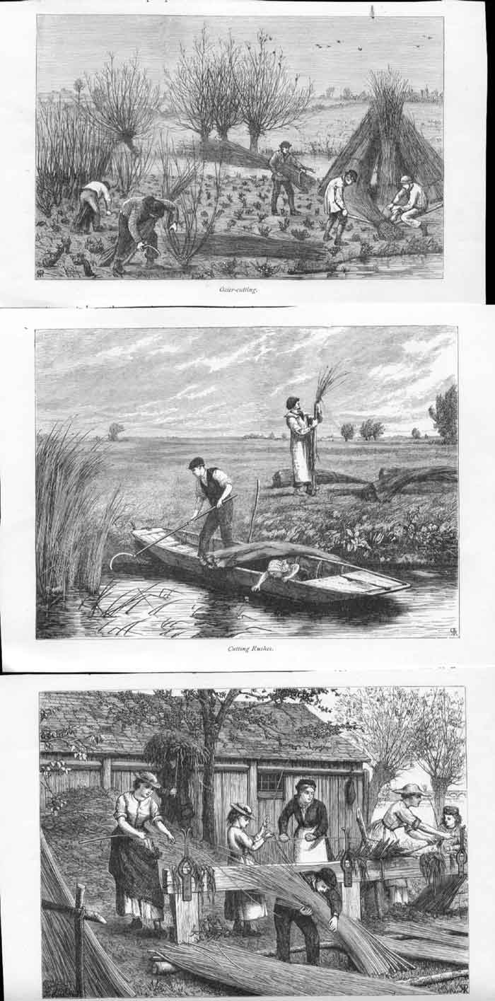 Original Old Antique PrintEngravings Cutting Rushes London C1890 0